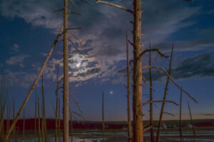 Trees By Moonlight