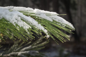 Snow on Branch