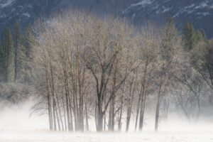 Misty Meadow