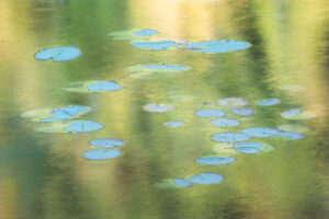 Water Lilies