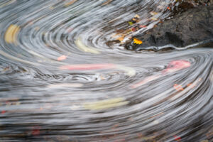 Water and Leaves in Motion I