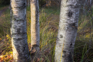 Morning LIght on Trees I