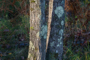 Morning LIght on Trees II