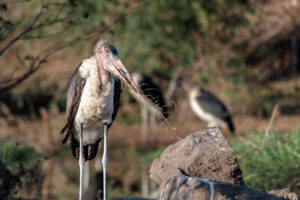 Maribou Stork