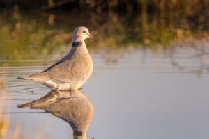 Laughing Dove