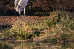 Maribou Stork Reflection