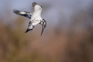 Pied Kingfisher