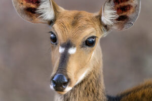 Bush Buck