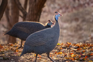 Helmeted Guineafowl