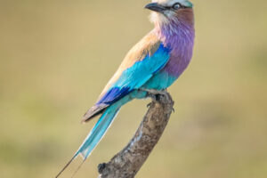 Lilac Breasted Roller