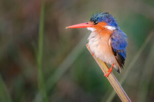 Malachite Kingfisher