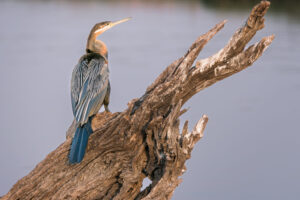 African Darter