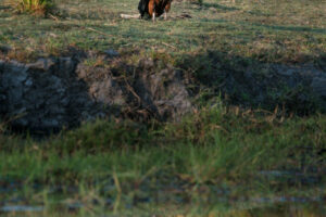 Fish Eagle