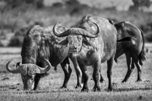 Cape Buffalo