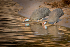 Helmeted Guineafowl