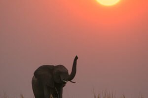 Elephant Sunset I