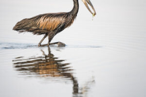 Open Billed Stork