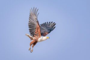 Fish Eagle