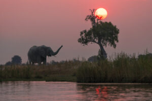 Elephant Sunset II