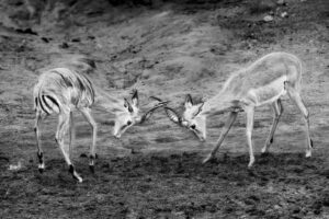 Sparing Impala