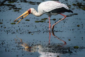 Yellow-Billed Stork