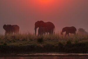 Elephant Sunset III