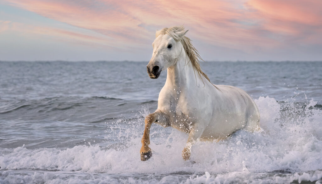 White Horses of Camargue XIV