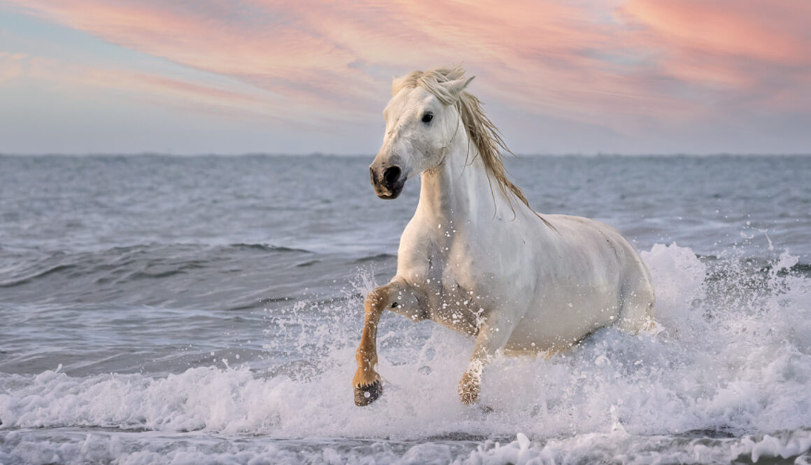 White Horses of Camargue XIV