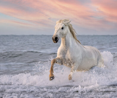 White Horses of Camargue XIV
