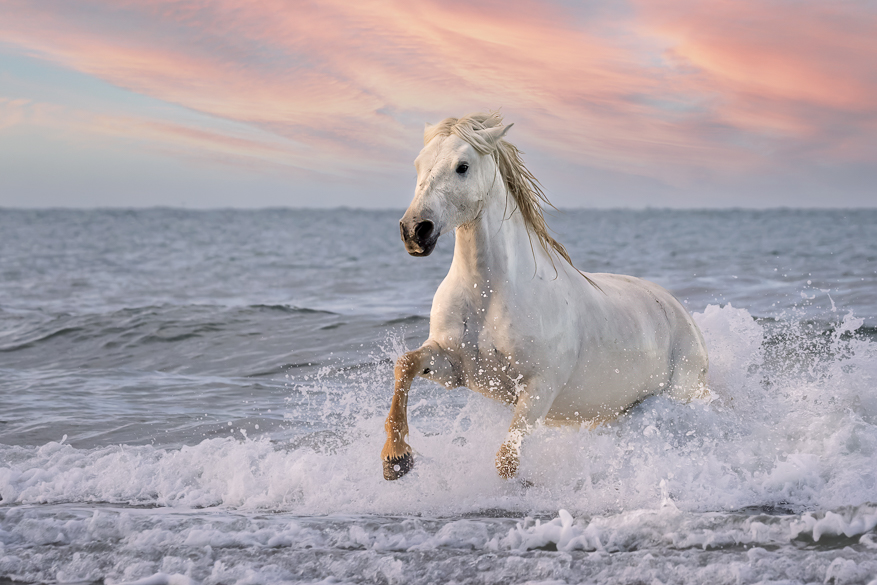 White Horses of Camargue XIV