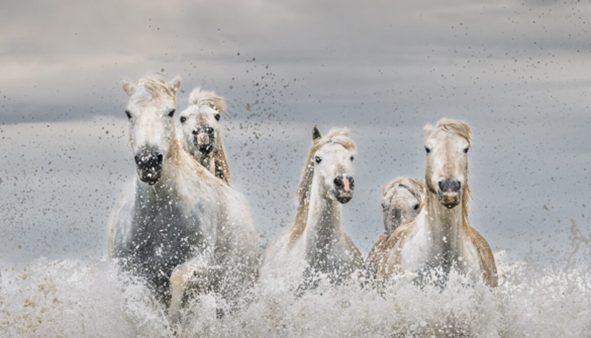 White Horses of Camargue