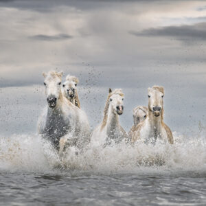 White Horses of Camargue