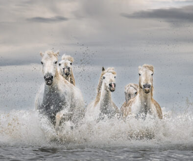 White Horses of Camargue