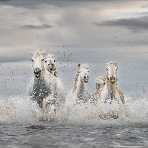 White Horses of Camargue White Horses of Camargue