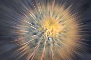 Barrel Cactus ICM