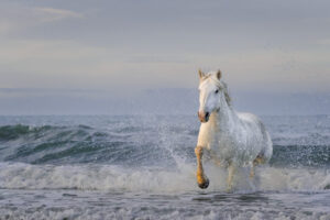 White Horses of Camargue XIII White Horses of Camargue XIII