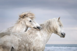 White Horses of Camargue XVIII