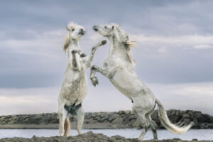 White Horses of Camargue XVII