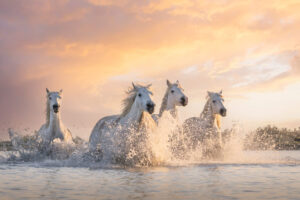 White Horses of Camargue XXII White Horses of Camargue XXII