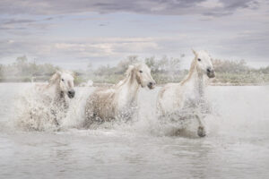 White Horses of Camargue I White Horses of Camargue I