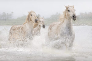 White Horses of Camargue II White Horses of Camargue II