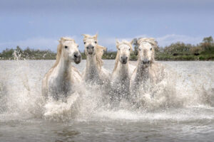 White Horses of Camargue III White Horses of Camargue III