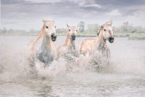 White Horses of Camargue IV White Horses of Camargue IV