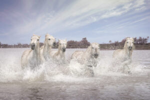 White Horses of Camargue V White Horses of Camargue V