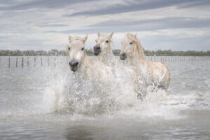 White Horses of Camargue VI White Horses of Camargue VI