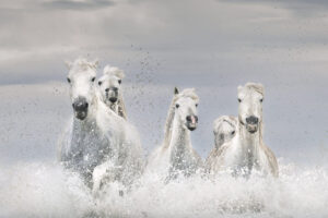 White Horses of Camargue VII White Horses of Camargue VII