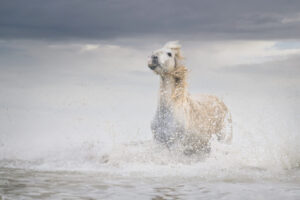 White Horses of Camargue VIII White Horses of Camargue VIII