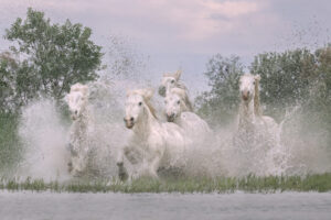 White Horses of Camargue IX