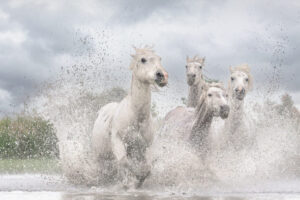 White Horses of Camargue X