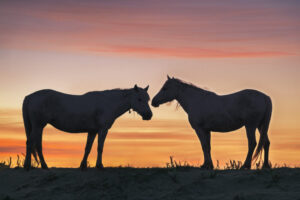 White Horses of Camargue XII White Horses of Camargue XII